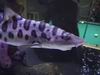 The Shark in poolroom