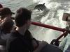 Dolphins